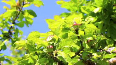 Elma ağacı tacı olgunlaşmış elmalar ve mavi gökyüzü Alplerde uçuşan Landeck Tyrol Avusturya.