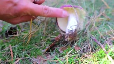 Leninskiy Rayon Brest Brest Bölgesi Belarus 'taki mantarların elinde toplanan mantarlar..