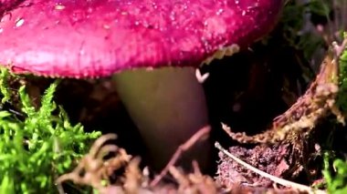 Leninskiy Rayon Brest Brest Bölgesi Belarus 'ta ormanda mantar arıyorum..