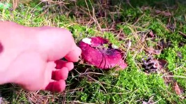 Leninskiy Rayon Brest Brest Bölgesi Belarus 'ta ormanda mantar arıyorum..