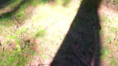 Leninskiy Rayon Brest Bölgesi Belarus Ormanı 'nda mantar arıyorum..