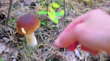 Leninskiy Rayon Brest Brest Bölgesi Belarus 'ta ormanda mantar arıyorum..