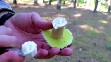 Leninskiy Rayon Brest Brest Bölgesi Belarus 'ta elinde mantar kesiyor..