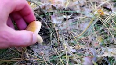 Leninskiy Rayon Brest Bölgesi Belarus 'ta orman zemininde yenilebilir mantarlar.