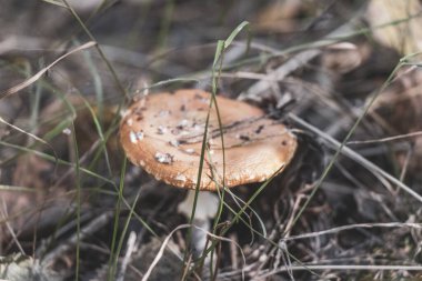 Leninskiy Rayon Brest Bölgesi Belarus 'ta orman zemininden toplanan zehirli kırmızı ve beyaz mantar sineği mantarı..