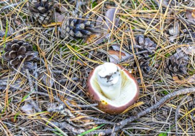 Leninskiy Rayon Brest Bölgesi Belarus 'ta orman zemininde yenilebilir mantarlar.