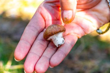 Leninskiy Rayon Brest Brest Bölgesi Belarus 'taki mantarların elinde toplanan mantarlar..