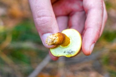 Leninskiy Rayon Brest Brest Bölgesi Belarus 'taki mantarların elinde toplanan mantarlar..