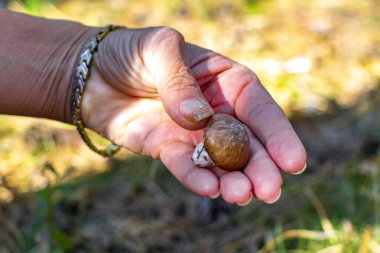 Leninskiy Rayon Brest Brest Bölgesi Belarus 'taki mantarların elinde toplanan mantarlar..