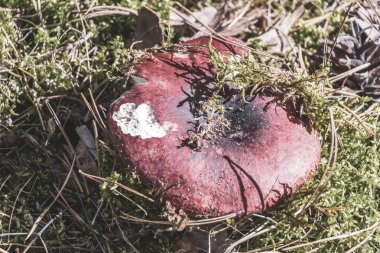 Leninskiy Rayon Brest Bölgesi Belarus 'ta orman zemininde yenilebilir mantarlar.
