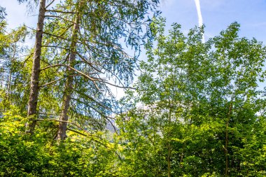 Alplerde ağaç tepesi ve açık mavi gökyüzü Alpsiz Landeck Tyrol Avusturya.
