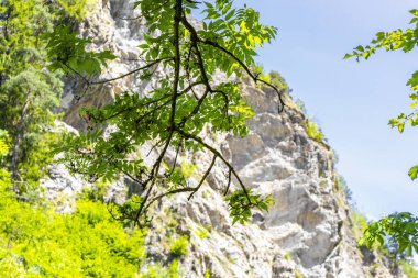 Doğa ağaçları ve bitkiler ormandaki dağlarda yazın Avustralya 'da Alplerde Uçan Landeck Tyrol Avusturya' da.