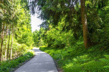 Yazın dağlarda ormanda yürüyüş parkurunda Alplerde Uçan Landeck Tyrol Avusturya 'da.