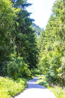 Yazın dağlarda ormanda yürüyüş parkurunda Alplerde Uçan Landeck Tyrol Avusturya 'da.