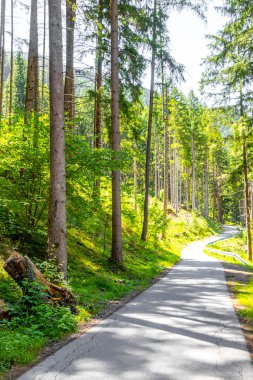 Yazın dağlarda ormanda yürüyüş parkurunda Alplerde Uçan Landeck Tyrol Avusturya 'da.