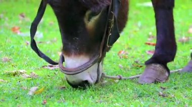 Leninskiy Rayon Brest Bölgesi Belarus 'taki yeşil parkta eyerli eşek..