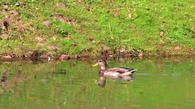 Leninskiy Rayon Brest Bölgesi Belarus 'ta yeşil gölet nehrinde yüzen Mallard ördek kuşları.