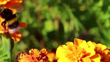 Leninskiy Rayon Brest Brest Bölgesi Belarus 'ta yaban arısı yaban arısına dokunmak.