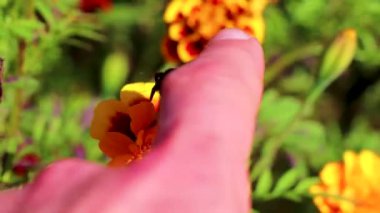 Leninskiy Rayon Brest Brest Bölgesi Belarus 'ta yaban arısı yaban arısına dokunmak.