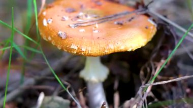 Leninskiy Rayon Brest Bölgesi Belarus 'ta orman zemininden toplanan zehirli kırmızı ve beyaz mantar sineği mantarı..