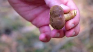 Leninskiy Rayon Brest Brest Bölgesi Belarus 'taki mantarların elinde toplanan mantarlar..