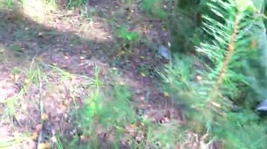 Leninskiy Rayon Brest Bölgesi Belarus Ormanı 'nda mantar arıyorum..