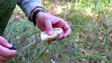 Leninskiy Rayon Brest Brest Bölgesi Belarus 'ta elinde mantar kesiyor..