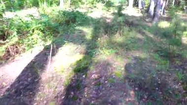 Leninskiy Rayon Brest Bölgesi Belarus Ormanı 'nda mantar arıyorum..