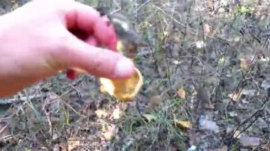 Leninskiy Rayon Brest Brest Bölgesi Belarus 'ta ormanda mantar arıyorum..