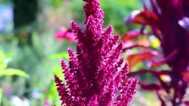 Leninskiy Rayon Brest Bölgesi Belarus 'ta kırmızı mor ve pembe yaz bahçesi bitkileri ve çiçekler.