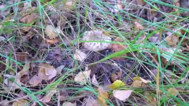 Leninskiy Rayon Brest Brest Bölgesi Belarus 'ta ormanda mantar arıyorum..