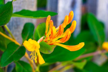 Landeck Bölgesi Landeck Tyrol Avusturya 'da turuncu, kırmızı ve sarı uzun trompet çiçekleri çiçek açtı..