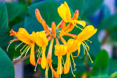 Landeck Bölgesi Landeck Tyrol Avusturya 'da turuncu, kırmızı ve sarı uzun trompet çiçekleri çiçek açtı..