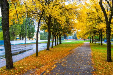 Brest Brest Bölgesi Belarus 27. Eylül 2020 Sonbahar yağmurlu şehir merkezi caddesi turuncu sarı yapraklar ve yağmurla Leninskiy Rayon Brest Bölgesi Belarus.
