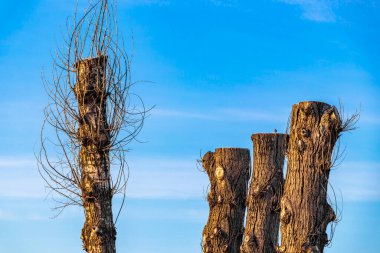 Beyaz Rusya 'nın Leninskiy Rayon Brest Bölgesi' nde kesilmiş ağaç gövdeleri..