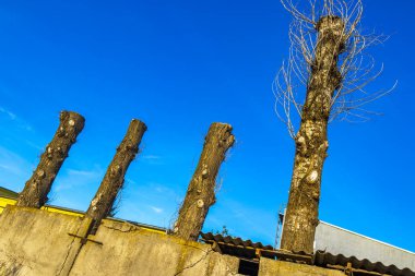 Beyaz Rusya 'nın Leninskiy Rayon Brest Bölgesi' nde kesilmiş ağaç gövdeleri..