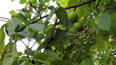 Yazın Leninskiy Rayon Brest İlçe Brest Bölgesi Belarus 'ta yeşil ceviz ağacındaki fındık meyvesine yapraklarla dokunmak.