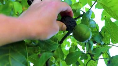 Yazın Leninskiy Rayon Brest İlçe Brest Bölgesi Belarus 'ta yeşil ceviz ağacındaki fındık meyvesine yapraklarla dokunmak.