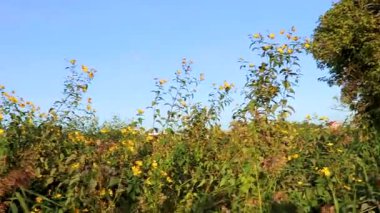 Leninskiy Rayon Brest İlçe Brest Bölgesi Belarus 'ta bir orman yolu ve patika üzerinde kırsal köyde doğa yürüyüşü.