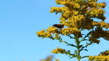 Arı arıları yaban arıları, Beyaz Rusya 'nın Leninskiy Rayon Brest Bölgesi' nde çiçek açan sarı çiçeklerden nektar topluyor..