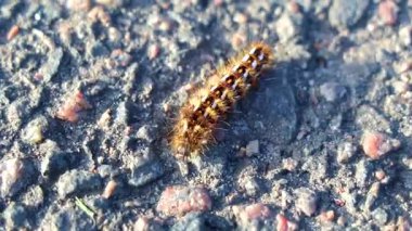 Tüylü tırtıl, Belarus 'un Leninskiy Rayon Brest Bölgesi' nde asfalt zeminde sürünüyor..