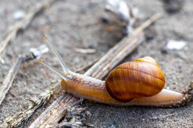 Leninskiy Rayon Brest Bölgesi Belarus 'ta yerde kabuklu salyangoz sürünüyor..