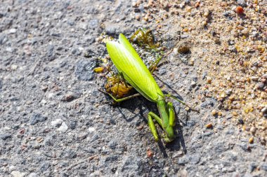 Leninskiy Rayon Brest Brest Bölgesi Belarus 'un zemin caddesinde ölü yeşil peygamber devesi..