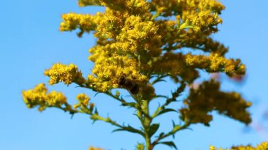 Arı arıları yaban arıları, Beyaz Rusya 'nın Leninskiy Rayon Brest Bölgesi' nde çiçek açan sarı çiçeklerden nektar topluyor..