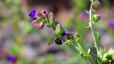 Beyaz Rusya 'nın Leninskiy Rayon Çiçeği Brest Bölgesi' nde mavi çiçekte arı yaban arısı var..