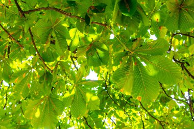 Altın sonbahar yeşil kestane ağacı tepesi mavi gökyüzü ve güneş ışığı ile Leninskiy Rayon Brest İlçe Brest Bölgesi Belarus.