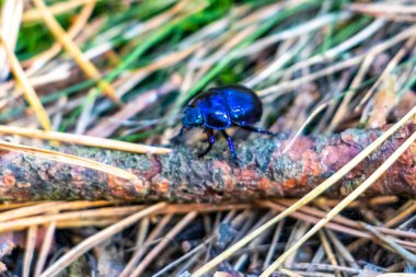 Lacivert gübre böceği orman zemininde sürünüyor ve Leninskiy Rayon Brest Brest Bölgesi Belarus 'ta şube açıyor..