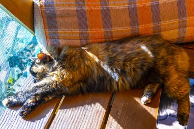 Kahverengi tüylü kedi tatlı tatlı uyuyor ve Leninskiy Rayon Brest Bölgesi Belarus 'ta dinleniyor..