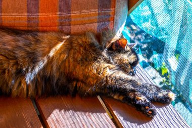 Kahverengi tüylü kedi tatlı tatlı uyuyor ve Leninskiy Rayon Brest Bölgesi Belarus 'ta dinleniyor..