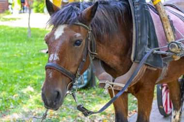 Brest Brest Bölgesi Belarus 20. Eylül 2020 'de Leninskiy Rayon Brest Belarus' tan geçenler için parkta at arabası ve at arabası..